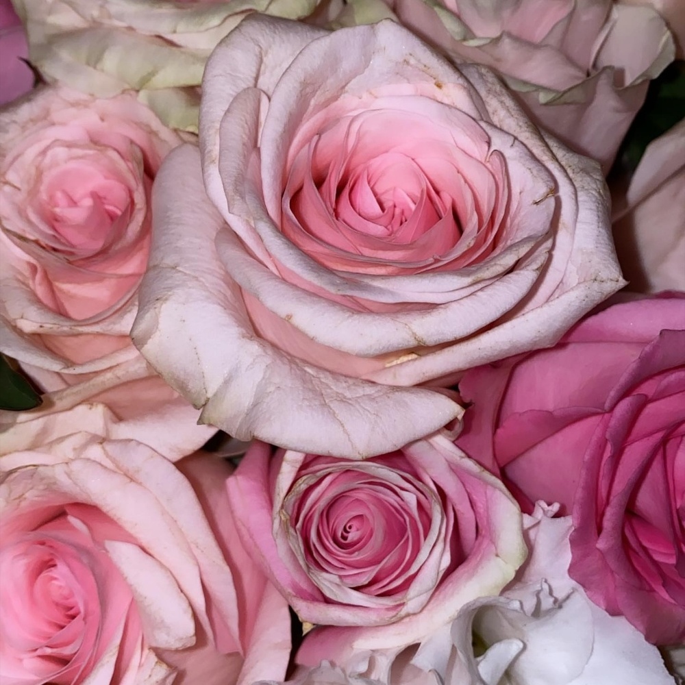 Meet your Posher, Marie